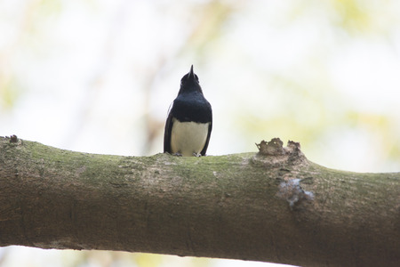 A male magpieÂ robin stand on branchの写真素材