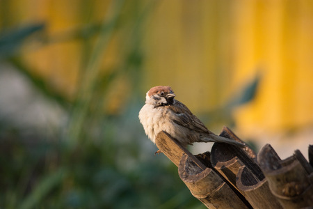 A sparrow stand on bamboo chipの写真素材
