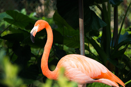 Closeup flamingo bird on zooの写真素材