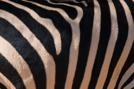 Closeup of zebra on zooの写真素材