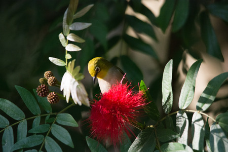 A silver eye eating the flowerの写真素材