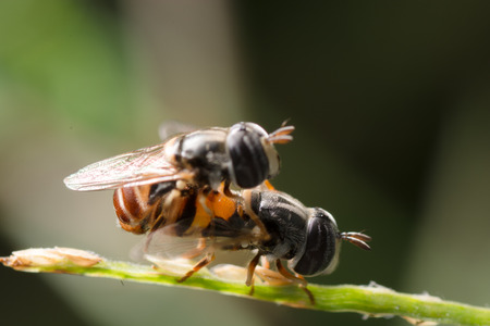 A pair of hover fly are mating in grass-blade.の写真素材
