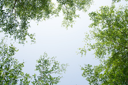 Green leaf frame in white backgroundの写真素材