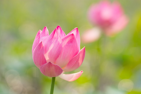 lotus flower in the pondの写真素材
