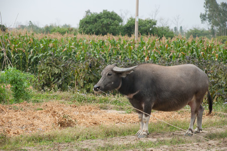 A water carabao in farmland