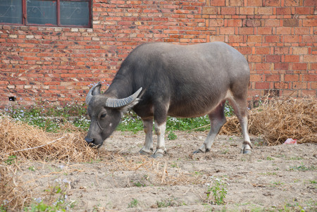 A water carabao eating grass beside a old houseの写真素材