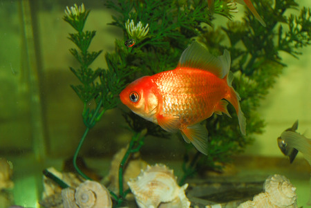 Goldfish in a fish tankの写真素材