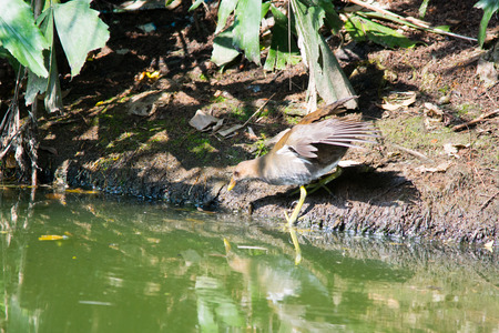 A fledgling of Gallinula chloropus finding food in side.の写真素材