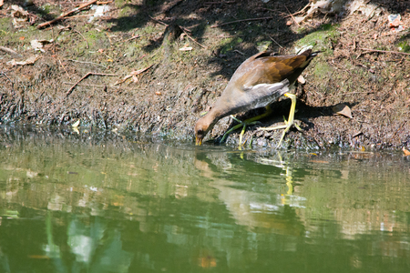 A fledgling of Gallinula chloropus finding food in side.の写真素材