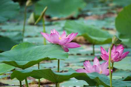 lotus flower in the pondの写真素材