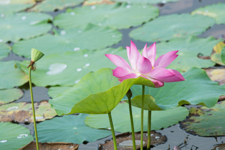 lotus flower in the pondの写真素材