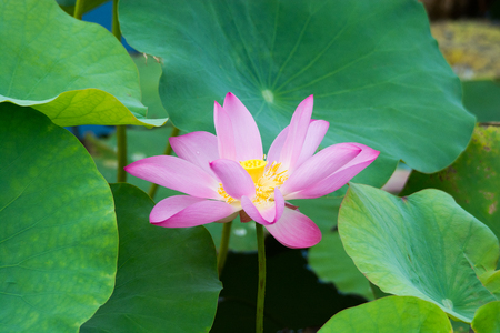 lotus flower in the pondの写真素材