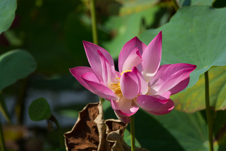 lotus flower in the pondの写真素材