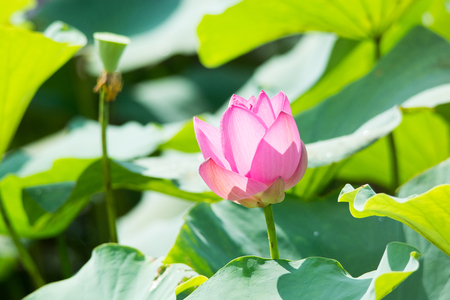 lotus flower in the pondの写真素材