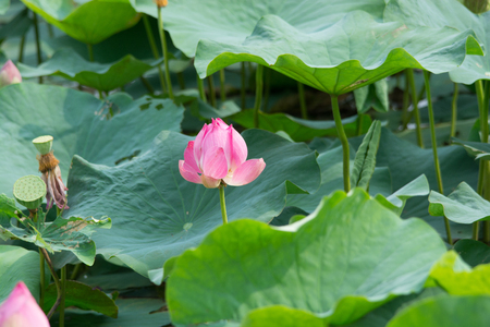 lotus flower in the pondの写真素材
