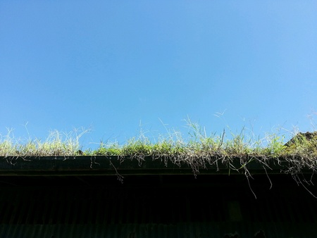 The grass on the roof in sunny day.の素材