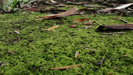 Green lichen on the ground with dried leaves.の素材