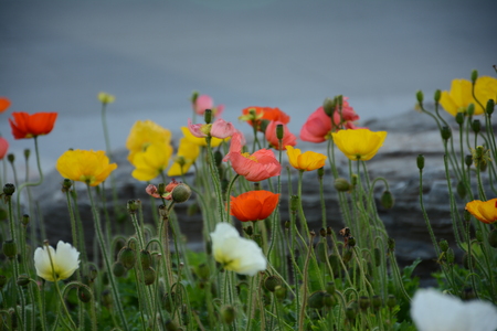 Poppy flowerの写真素材