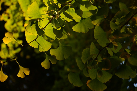 Ginkgo biloba leafの写真素材