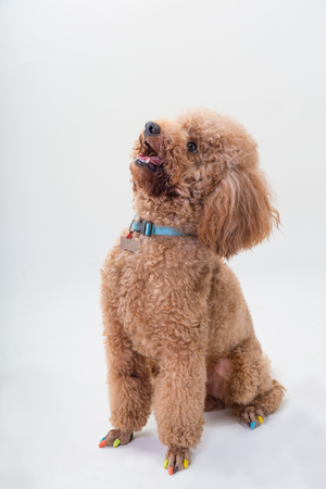 Dogのeditorial素材