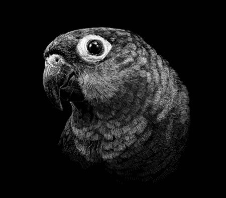 Hand-drawn sketch of a black and white antique exotic macaw parrot of a tropical bird. Illustration on black background.の写真素材