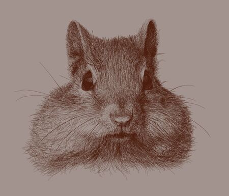 squirrel sketch illustration, Ink black and white animal illustration, Animal illustration.の写真素材