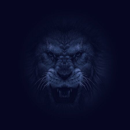 The aggressive face of lionの写真素材