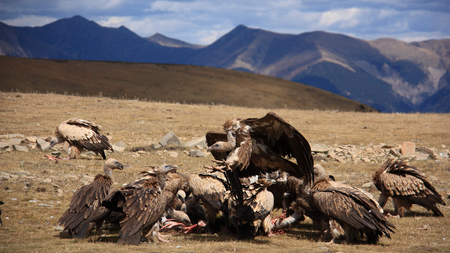 Daocheng Yadingの写真素材