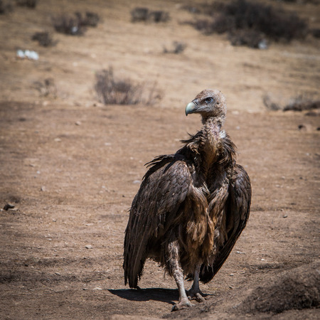 vultureの写真素材