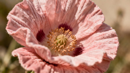 Close up of a pink poppy (Papaver somniferum) flowerの素材