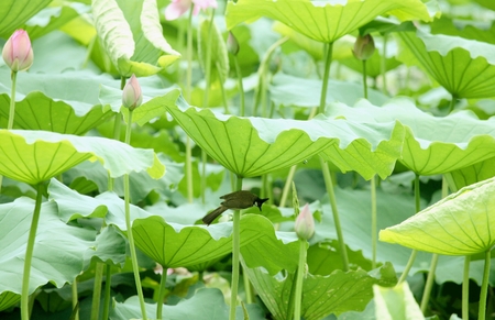 Lotus in the pondの写真素材
