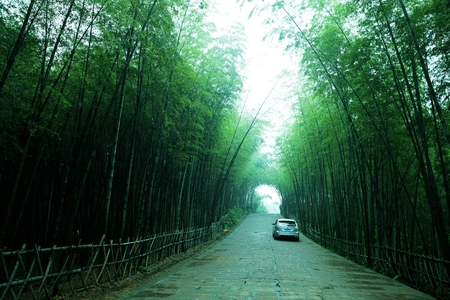 Southern Sichuan bamboo forestのeditorial素材