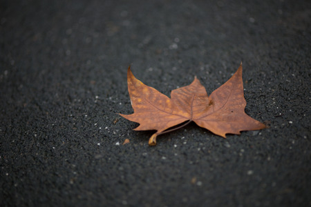 fallen maple leaf