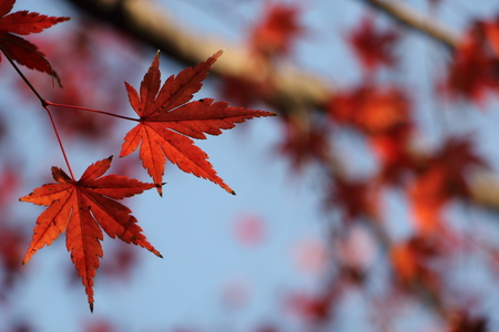 Red leaf