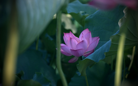 Lotus flowerの写真素材