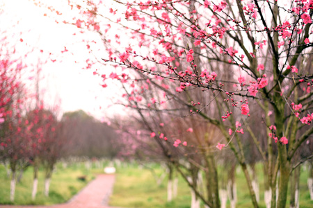 Peach Branchの写真素材