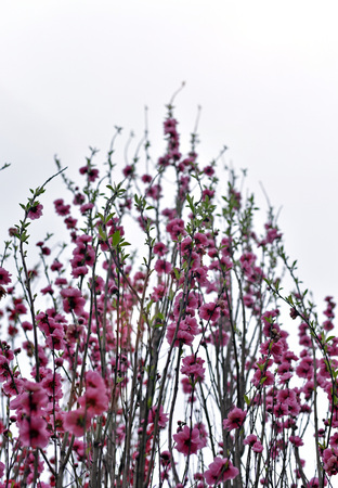 Upward peach blossomの写真素材