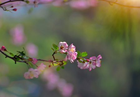 Spring flowers close up view
