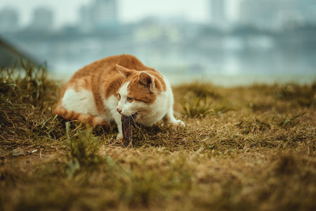 Cat eating by the riverの写真素材
