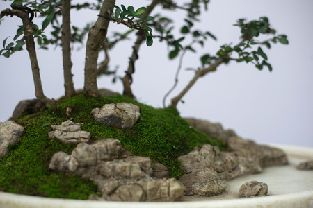 Bonsai plant