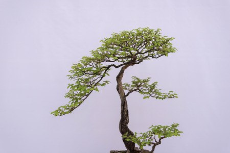 Green bonsai treeの写真素材