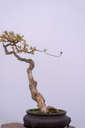 Bonsai treeの写真素材