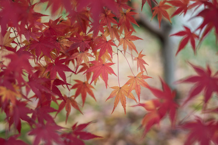 Autumn maple leaf