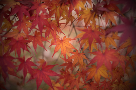Autumn maple leafの写真素材