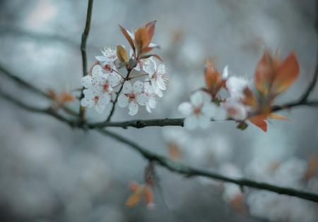 Spring flowerの写真素材