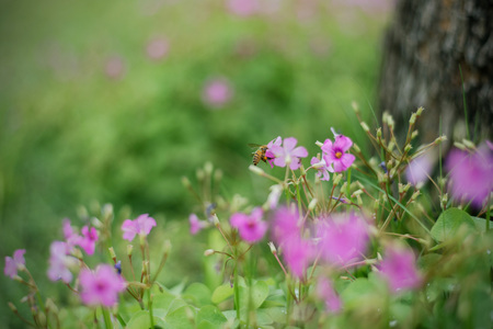 Summer flowerの写真素材