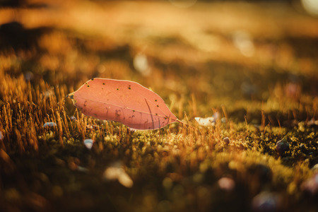 Fallen leaves on the grass