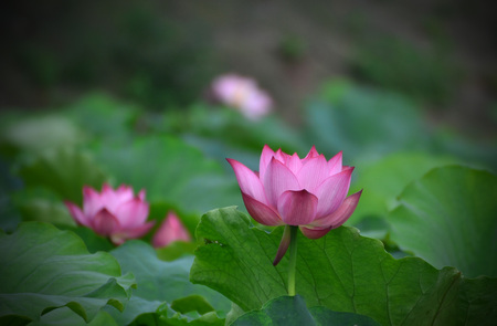 Summer lotusの写真素材