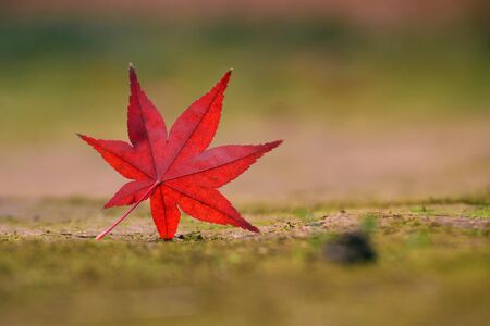 Autumn maple leafの写真素材