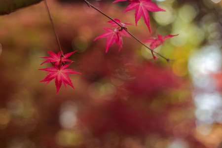 Beautiful maple leaves in autumn